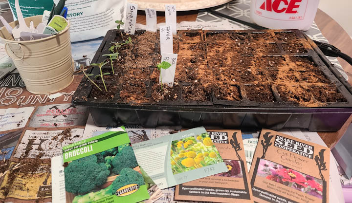 Packets of seeds, plastic seed starting tray with soil
