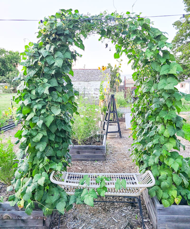 Green bean trellis

