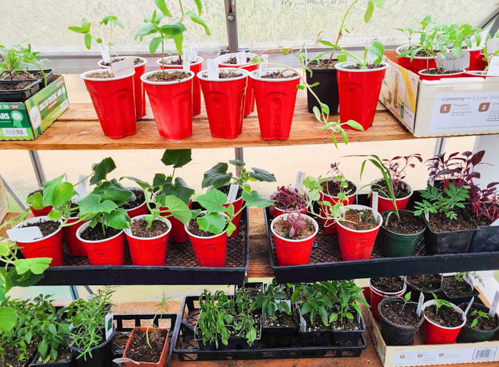 trays of seedlings in greenhouse