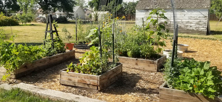 How to plan a garden for beginners