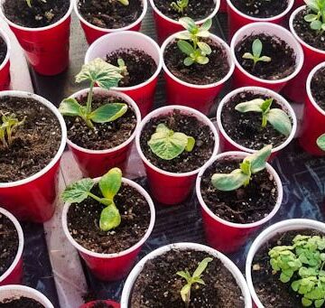 how to start seeds indoors