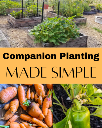 carrots, bell pepper and raised garden beds
